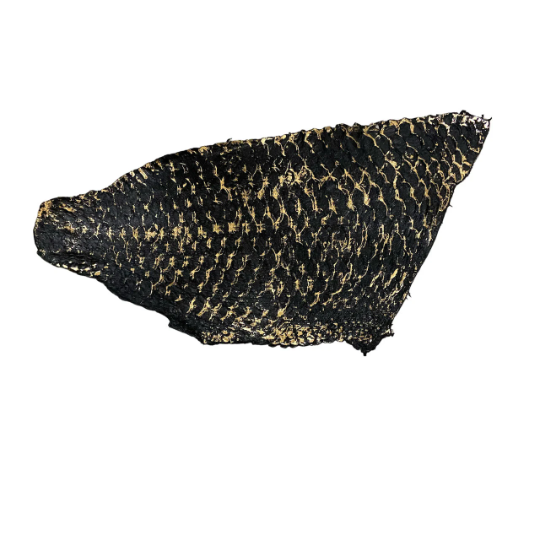 Black with Gold Metallic Tilapia Fish Leather