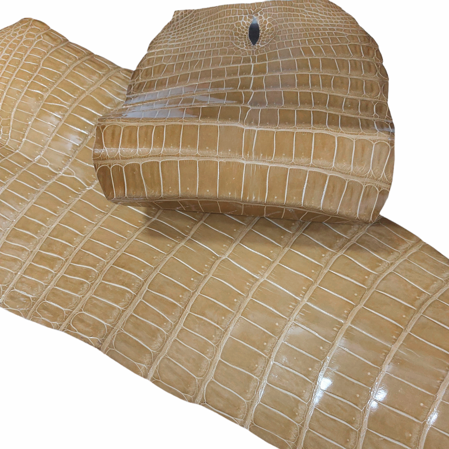 Porosus Crocodile Tail Beige Colour, Glazed Finish